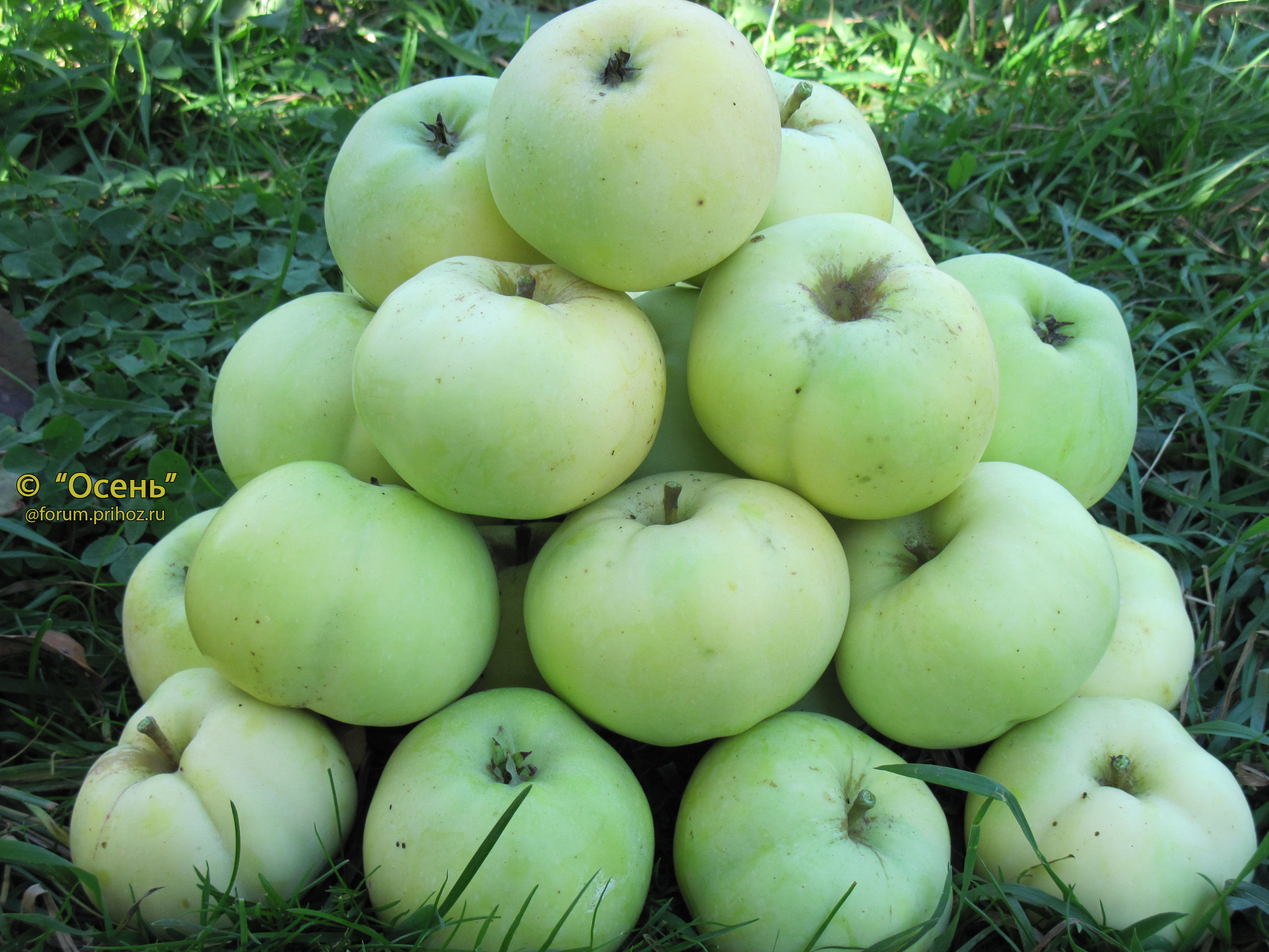 лучшие сорта яблонь для башкирии фото